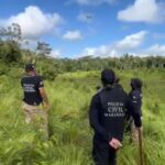 Polícia Civil destrói 10 Mil pés de maconha em Pedro do Rosário (MA)