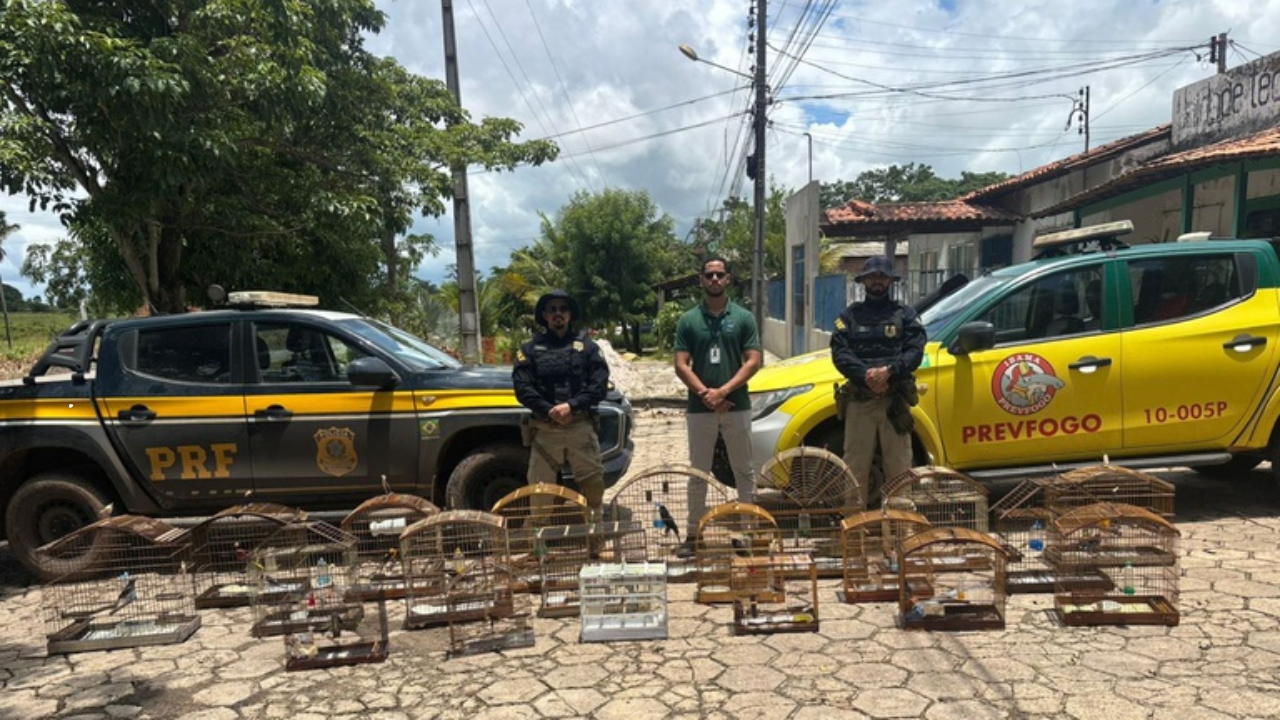 Operação Proteção Integral: PRF resgata 27 animais silvestres, apreende madeira ilegal e detém 14 pessoas no Maranhão