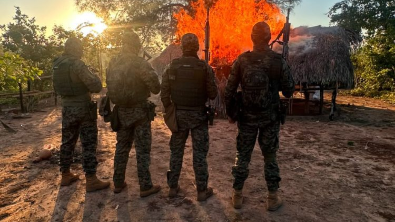 Polícia deflagra Operação Herba Nefanda III e desarticula estrutura de cultivo de maconha em Grajaú