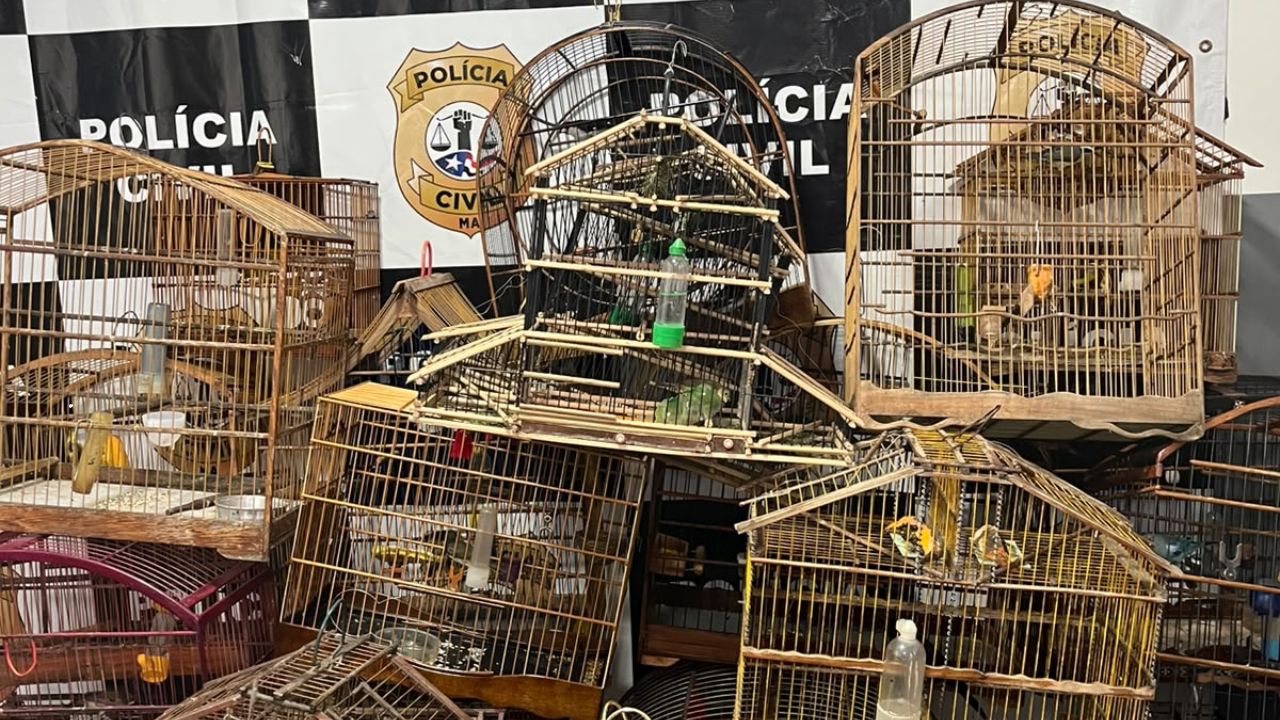 Polícia Civil apreende 28 aves silvestres mantidas ilegalmente em cativeiro em Raposa