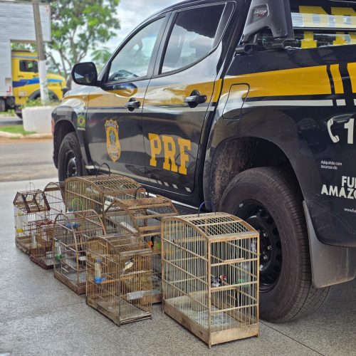 Ações da PRF resgata aves silvestres mantidas em cativeiro